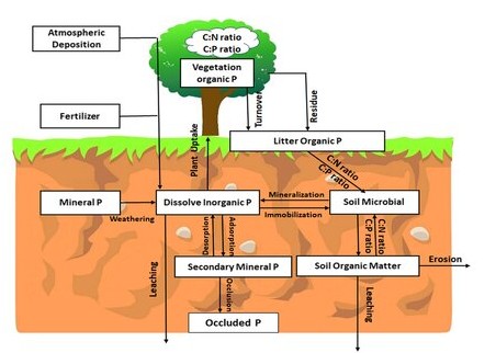 Structure-of-a-C-N-P-cycles-in-DLEM-CNPC-enters-the-ecosystems-through-vegetation-CO2_W640