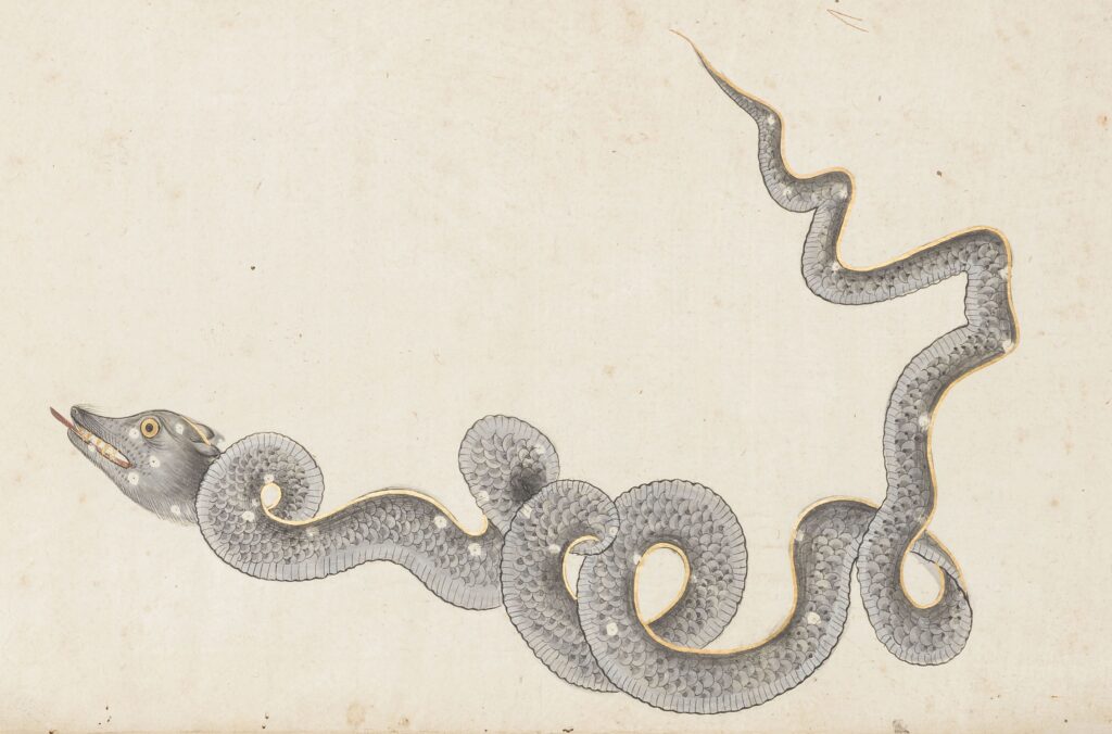 Constellation of the Dragon