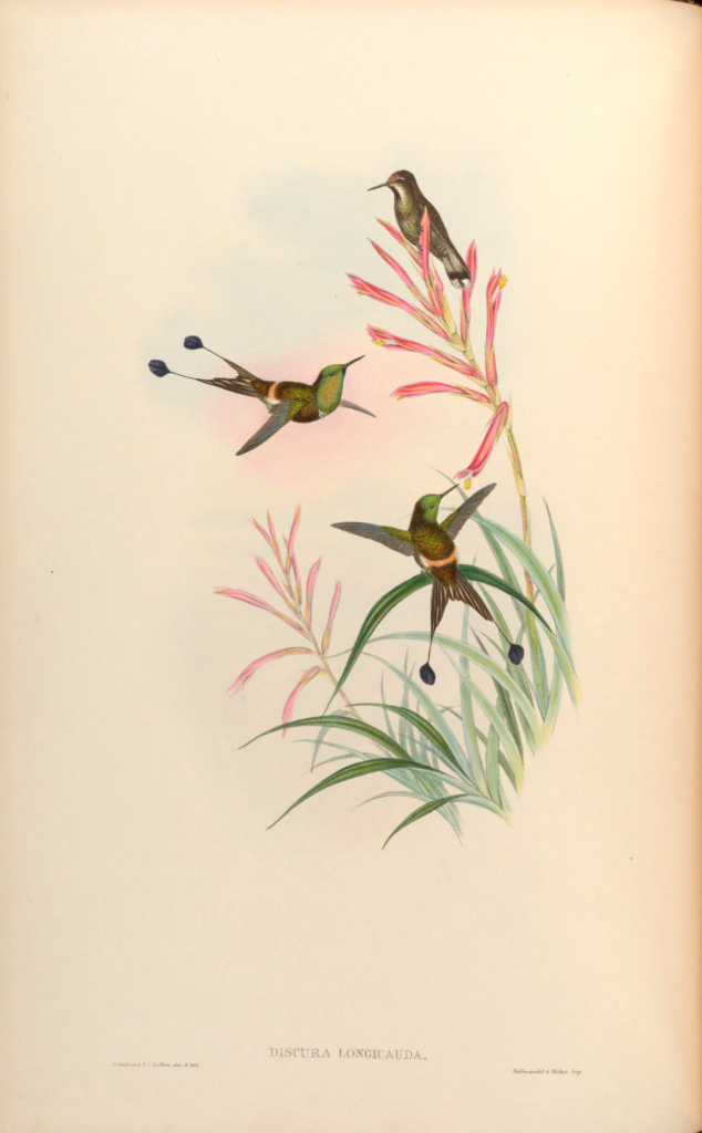 Discura longicauda from Monograph of the Trochilidae, or Family of Hummingbirds